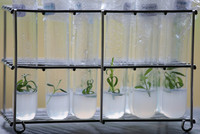 In vitro lavender pants  - (Photo : Crieppam)