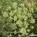 Clary sage flowers (1/2) and Bitter fennel seeds (2/2)