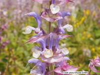 Clary sage flowers (1/2) and Bitter fennel seeds (2/2)